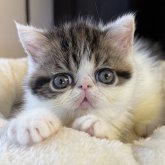 エキゾチックショートヘア