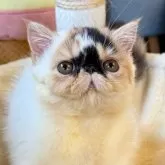 エキゾチックショートヘア