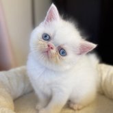 エキゾチックショートヘア