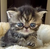 エキゾチックショートヘア