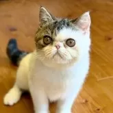 エキゾチックショートヘア