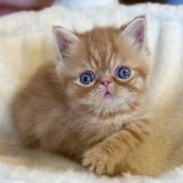 エキゾチックショートヘア