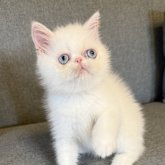 エキゾチックショートヘア