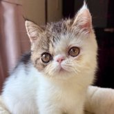 エキゾチックショートヘア