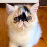 エキゾチックショートヘア
