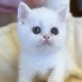 エキゾチックショートヘア