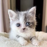 エキゾチックショートヘア