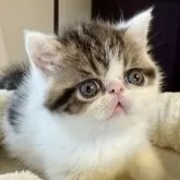 エキゾチックショートヘア