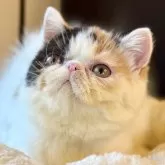 エキゾチックショートヘア