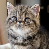 エキゾチックショートヘア
