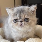 エキゾチックショートヘア