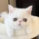 エキゾチックショートヘア