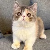 エキゾチックショートヘア【兵庫県・女の子・2025年2月11日・ダイリュートキャリコ】の写真2