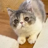 エキゾチックショートヘア【兵庫県・女の子・2025年2月11日・ダイリュートキャリコ】の写真6