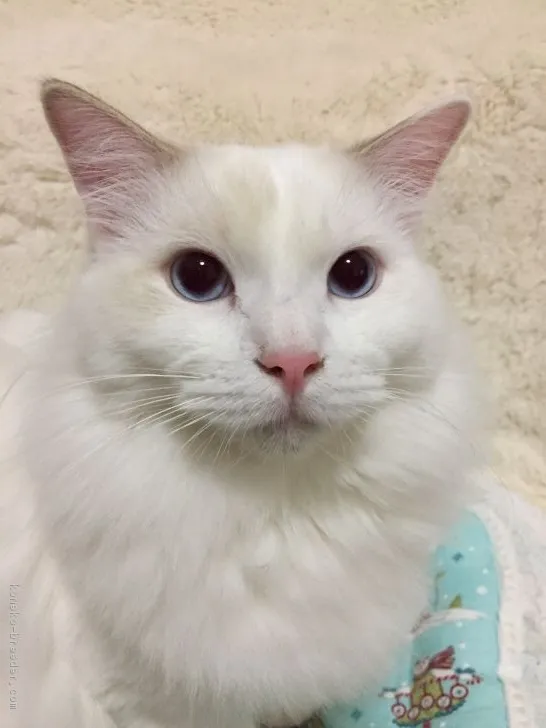 ID：1812-00294の子猫