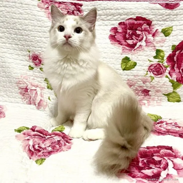 ID：2205-01786の子猫