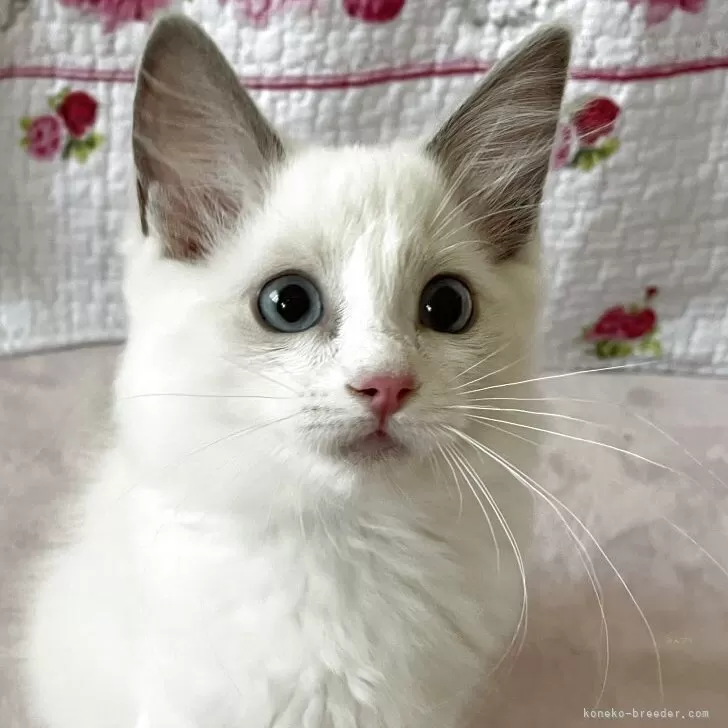 ID：2505-00204の子猫