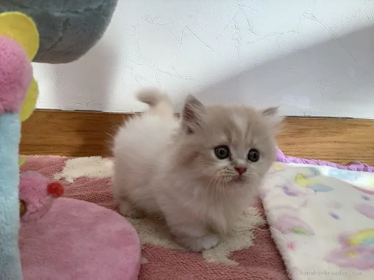 ID:2010-01641の子猫
