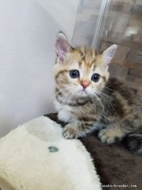 ID：1805-01675の子猫