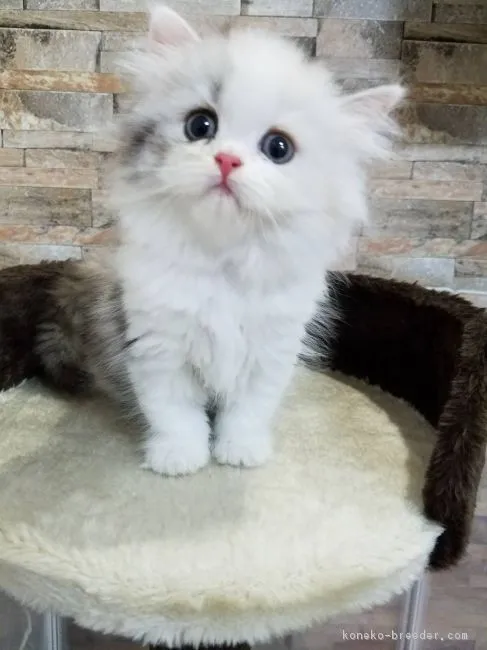 ID:1807-01398の子猫