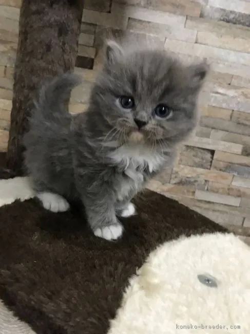 ID:1801-00574の子猫