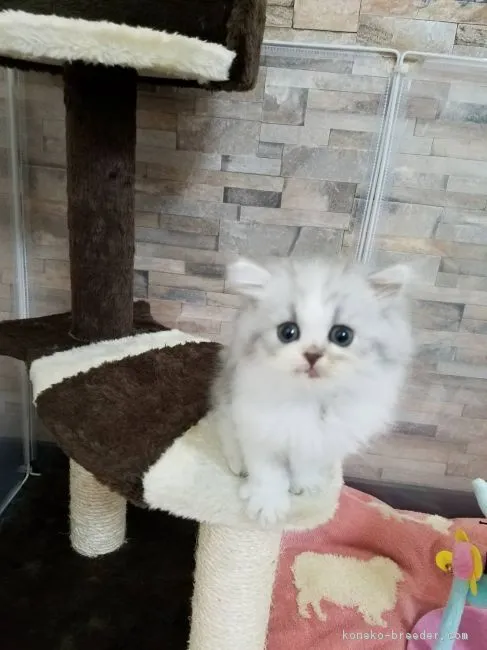 ID：1807-01393の子猫