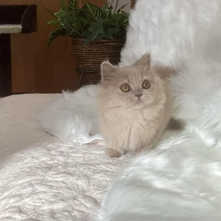 ID:2211-00747の子猫