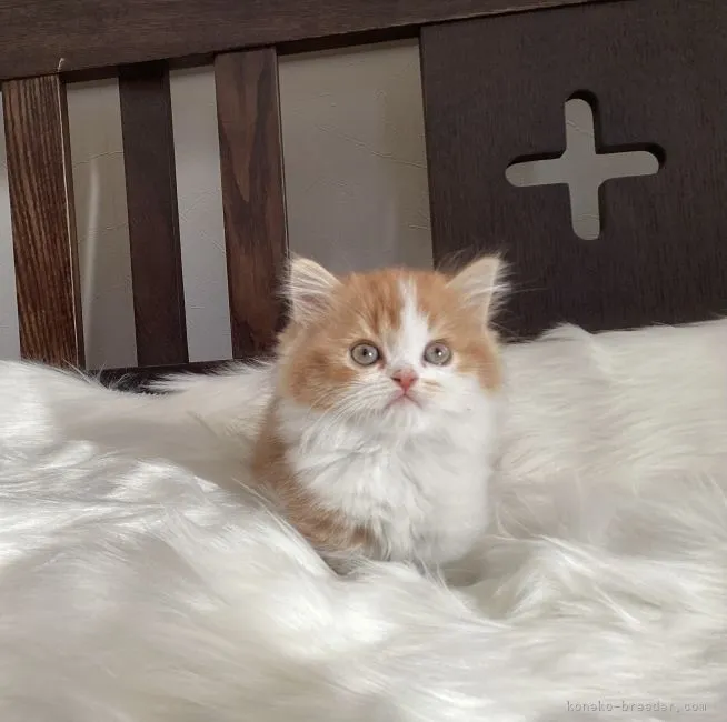 ID:2201-00854の子猫