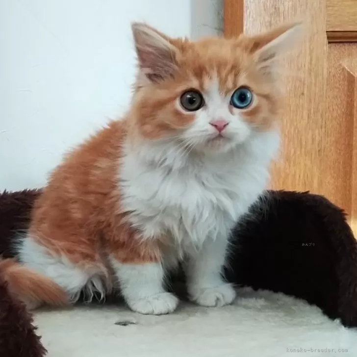 ID:2403-00298の子猫