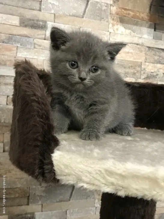 ID：1709-00808の子猫