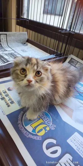 ID：1812-00881の子猫