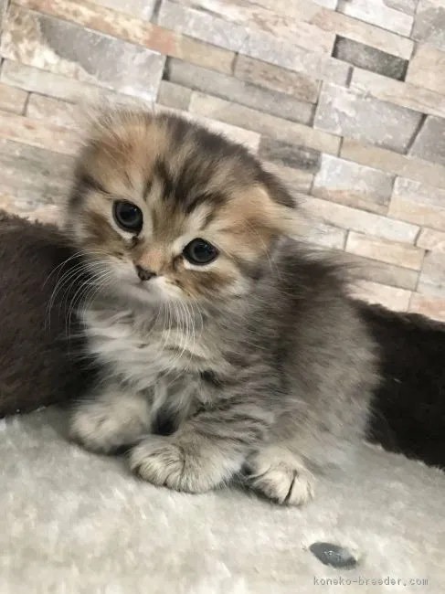 山崎彩花 様のお迎えした子猫