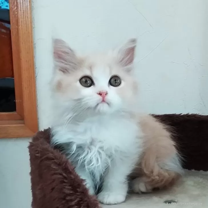 ID：2403-00300の子猫