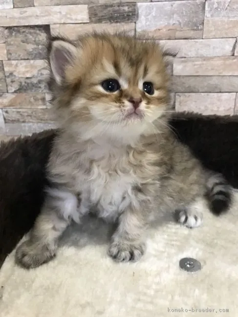 ID：1704-00389の子猫