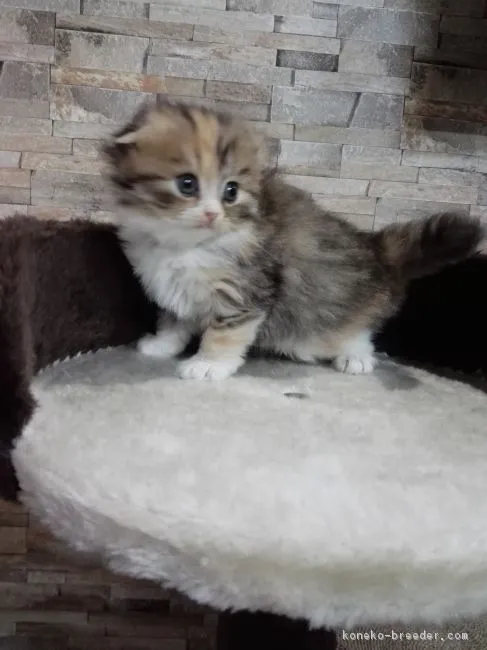 もみじママ 様のお迎えした子猫