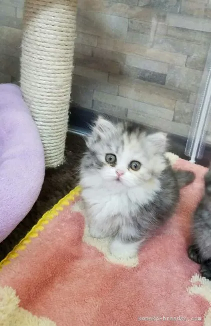 ID：1804-00022の子猫
