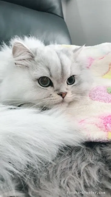 なつこ 様のお迎えした子猫