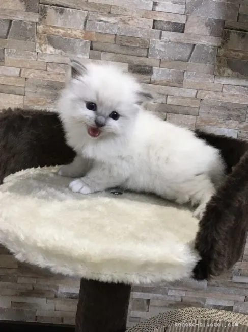 ID：1705-01181の子猫