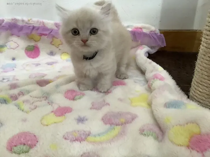 ID：2004-00179の子猫