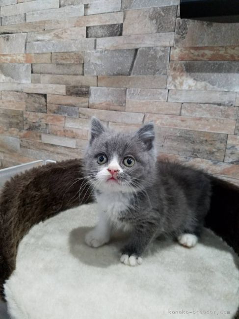 ID:1804-00978の子猫