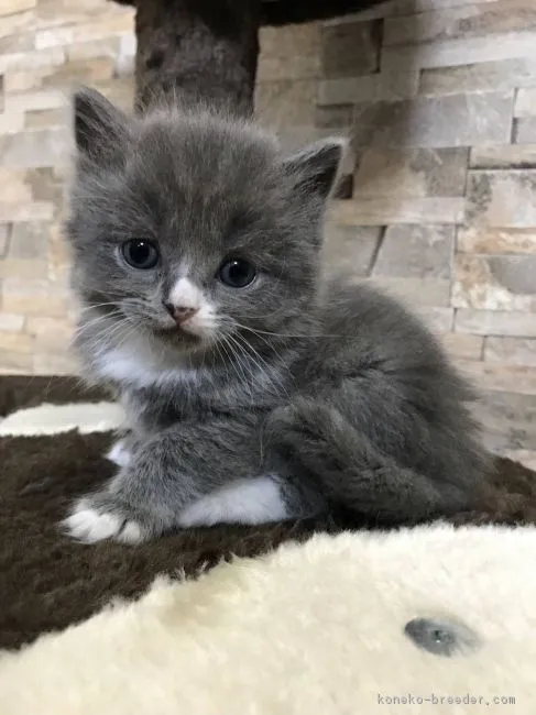 ID：1801-00562の子猫