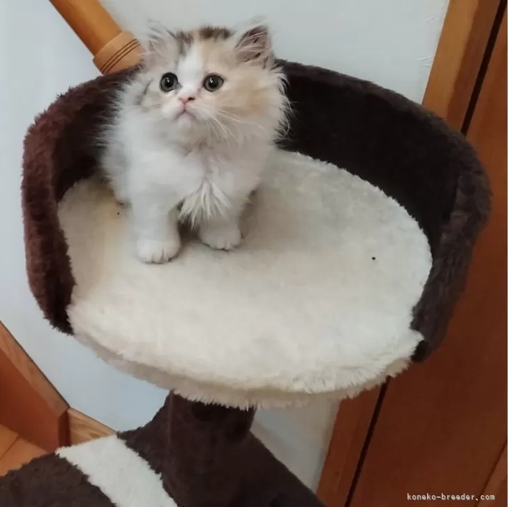 ID:2405-02056の子猫