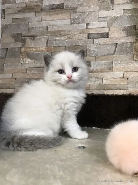 ID:1705-00063の子猫
