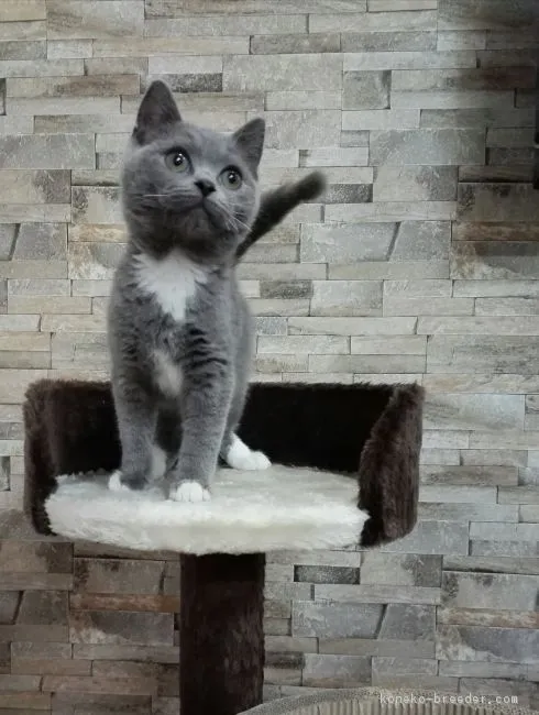 ID:1710-01023の子猫