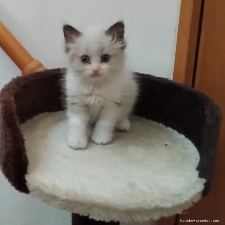 ID：2405-02030の子猫