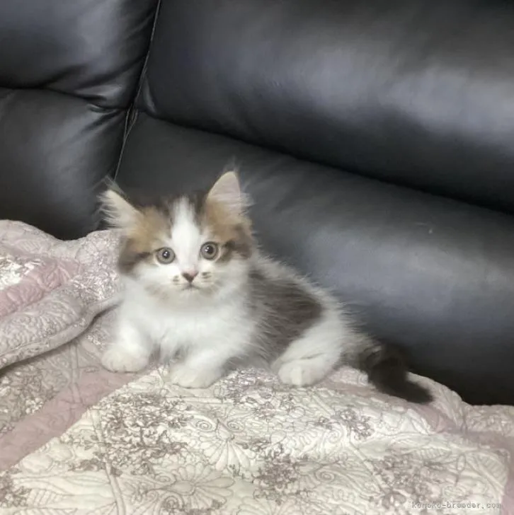 ID：2206-02924の子猫