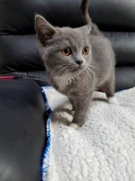 ブリティッシュショートヘア【静岡県・女の子・2018年8月10日・ブルー&ホワイト】の写真「可愛いお顔をしています。」