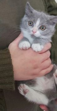 ブリティッシュショートヘア【静岡県・男の子・2018年11月18日・ブルー&ホワイト（ショート）】の写真「お鼻がピンクです」