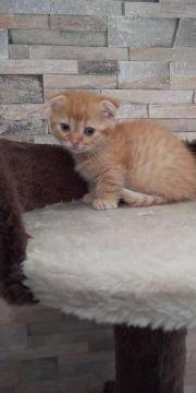 ミヌエット【静岡県・男の子・2019年1月28日・レッドタビー（ショート）】の写真「優しいお顔の男の子🎵」