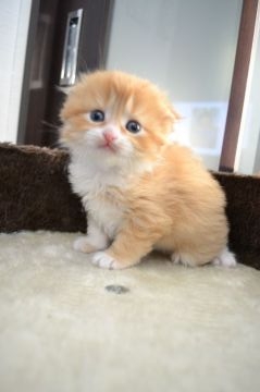 スコティッシュフォールド【静岡県・男の子・2017年2月17日・レッドタビーアンドホワイト】の写真「とても綺麗なレッドタビーです。」